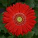 Gerbera Revolution Red Light Eye Flower Seeds - CGASPL