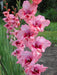 Gladiolus American Beauty (Pack of 12) - CGASPL