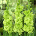 Gladiolus Green Color Flower Bulbs (Pack of 12 Bulbs) - CGASPL
