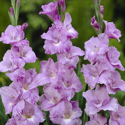 Gladiolus Her Majesty Purple Color Flower Bulbs (Pack of 12 Bulbs ) - CGASPL