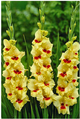 Gladiolus Jester Yellow- Red Flower Bulbs (Pack of 12) - CGASPL