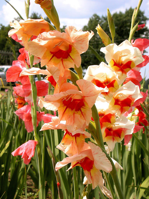 Gladiolus Red- Orange Bicolor Flower Bulbs (Pack of 12 Bulbs) - CGASPL
