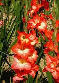 Gladiolus Red - White Color Flower Bulbs (Pack of 12 Bulbs ) - CGASPL