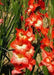 Gladiolus Red - White Color Flower Bulbs (Pack of 12 Bulbs ) - CGASPL