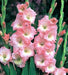 Gladiolus Rose Supreme Flower Bulbs (Pack of 12) - CGASPL