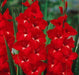 Gladiolus Trader horn Red Flower Bulbs (Pack of 12) - CGASPL