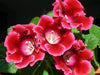 Gloxinia Multiflora Red Color Flower Bulbs (Pack of 10) - CGASPL