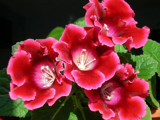 Gloxinia Multiflora Red Color Flower Bulbs (Pack of 10) - CGASPL