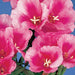 Godetia Grace Lavender Eye Flower Seeds - ChhajedGarden.com