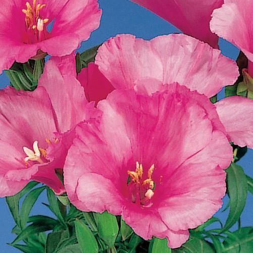 Godetia Grace Lavender Flower Seeds Buy Online India —