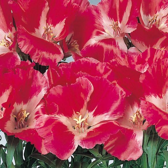 Godetia Grace Red Flower Seeds - ChhajedGarden.com