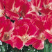 Godetia Grace Red Flower Seeds - ChhajedGarden.com
