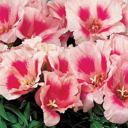 Godetia Grace Rose/Pink Flower Seeds - ChhajedGarden.com