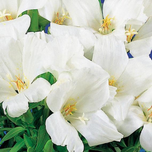 Godetia Grace White Flower Seeds - ChhajedGarden.com