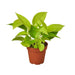 Easy Care Indoor Money Plant Air Purifier Set
