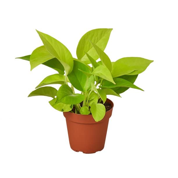 Indoor Vitality Trio Money Plants in Eco Pots