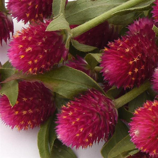 Gomphrena Qis Carmine Seeds - CGASPL