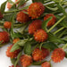 Gomphrena Qis Orange  Seeds - CGASPL