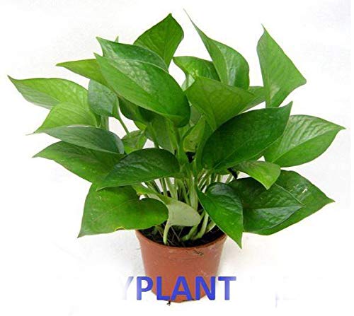 Green Money Plant with Pot