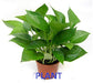 Lush Green Money Plants Indoor Collection