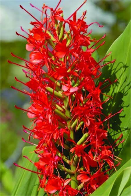 Hedychium Red color Flower Bulbs (Pack of 6) - CGASPL