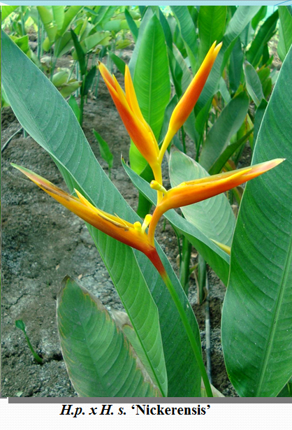 Heliconia H.p. x H. s.Nickerensis Rhizomes (Pack of 20) - CGASPL