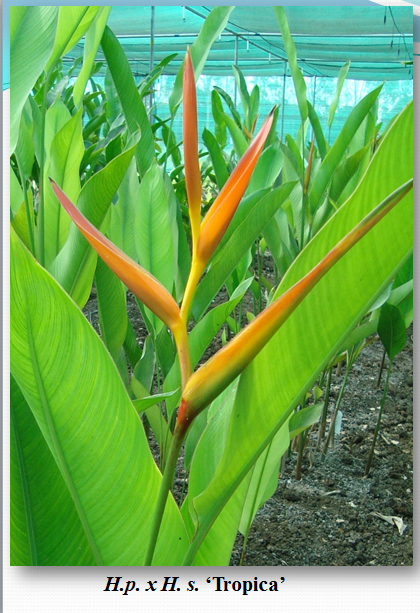 Heliconia H.p. x H. s.Tropica Rhizomes (Pack of 20) - CGASPL