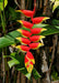 Heliconia Rhyzomes Flower Blubs (Pack of 10) - CGASPL