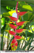 Heliconia Rostrata Parrot Beak Rhizomes (Pack of 20) - CGASPL