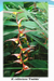 Heliconia collinsiana Pendula Rhizomes (Pack of 20) - CGASPL