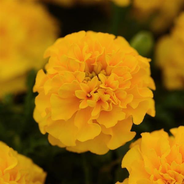 Marigold French Hot Pak Gold Flower Seeds - CGASPL