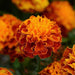 Marigold French Hot Pak Harmony Flower Seeds - CGASPL