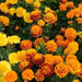 Marigold French Hot Pak Mix Flower Seeds - CGASPL