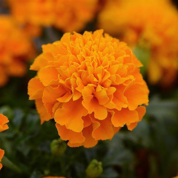 Marigold French Hot Pak Orange Flower Seeds - CGASPL