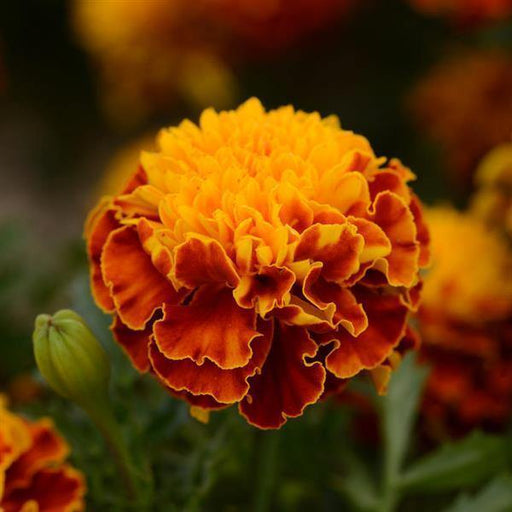 Marigold French Hot Pak Spry Flower Seeds - CGASPL