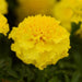 Marigold French Hot Pak Yellow Flower Seeds - CGASPL