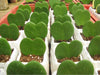 Hoya Heart Green Small Succulent Plant - ChhajedGarden.com