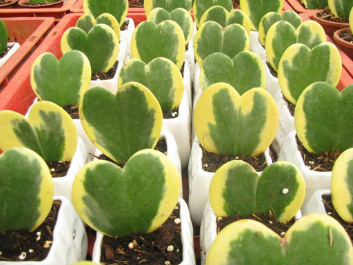 Hoya Heart Variegated Small Succulent Plant - ChhajedGarden.com