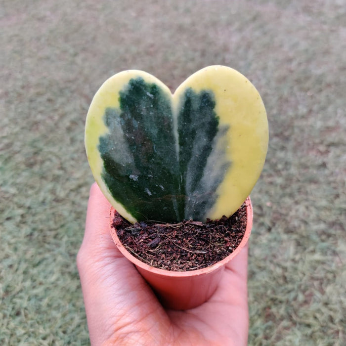 Hoya Heart Variegated Small Succulent Plant