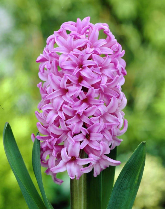 Hyacinth Anna Liza Flower Bulbs (Pack of 6 Bulbs) - CGASPL