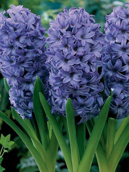 Hyacinth Delft Blue Beer Flower Bulbs (Pack of 6 Bulbs) - CGASPL