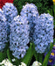 Hyacinth Delft Blue Flower Bulbs (Pack of 6 Bulbs) - CGASPL