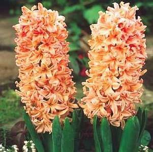 Hyacinth Gipsy Queen Orange Flower Bulbs (Pack of 6 Bulbs) - CGASPL