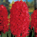 Hyacinth Jan Bos Red Flower Bulbs (Pack of 6 Bulbs) - CGASPL