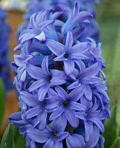 Hyacinth Minos Flower Bulbs (Pack of 6) - CGASPL