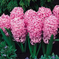 Hyacinth Pink Pearl Flower Bulbs (Pack of 6 Bulbs) - CGASPL