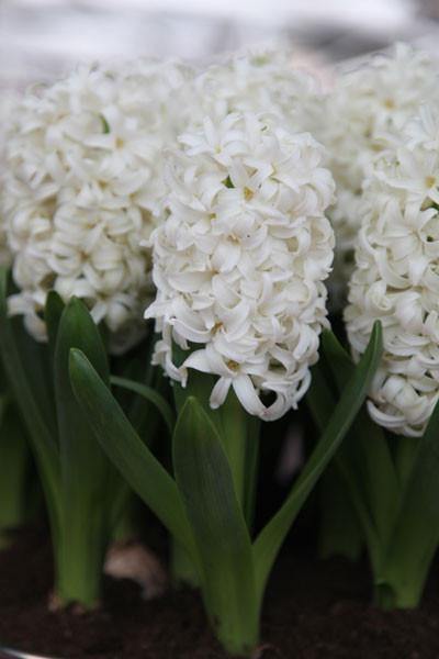 Hyacinth Top White Flower Bulbs (Pack of 6 Bulbs) - CGASPL