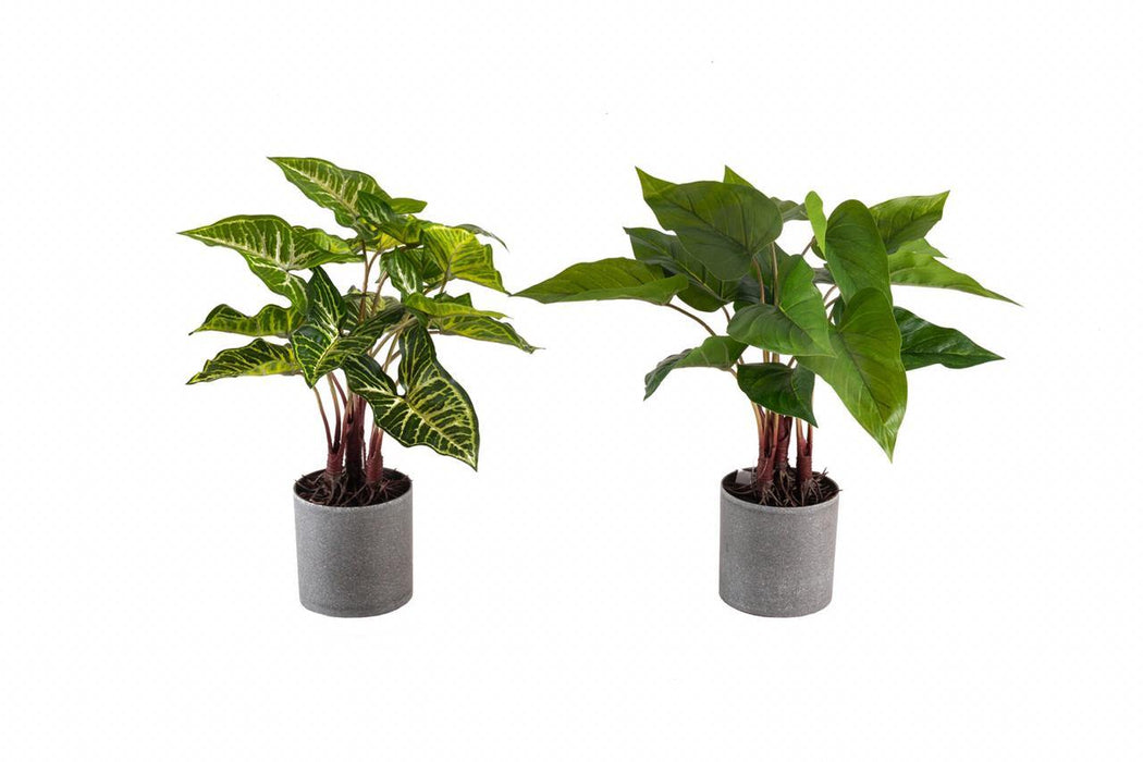 Artificial Diffen & Pothos in Grey Pot , Height -1.5 ft ( Pack of 6 Plants) - CGASPL