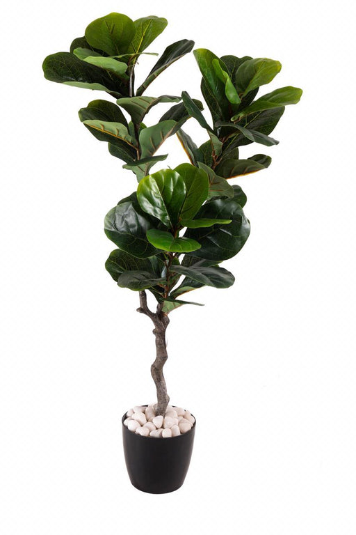 Artificial Medium Fiddle Leaf Plant ( Without Pot ) , Height -4 ft ( Pack of 2 Plants ) - CGASPL
