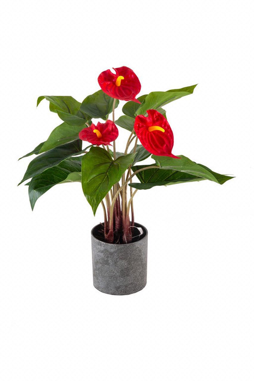 Artificial Anthurium in Grey Pot , Height -1.5 ft ( Pack of 6 Plants) - CGASPL